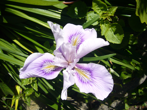 california native iris